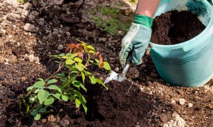 Rosa Gloria Dei (dei Gloria) descriere și fotografii soiuri, plantare și întreținere, rosarian reale, video