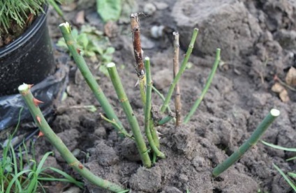 Роза глория дей (gloria dei) опис і фото сорти, посадка і догляд, відгуки розоводи, відео