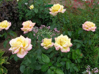 Rosa Gloria Dei (dei Gloria) descriere și fotografii soiuri, plantare și întreținere, rosarian reale, video