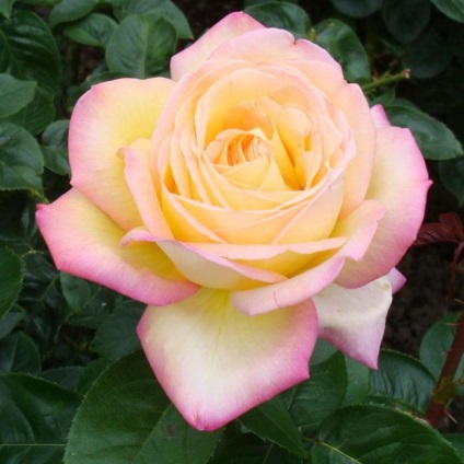 Роза глория дей найпопулярніший в історії квітка