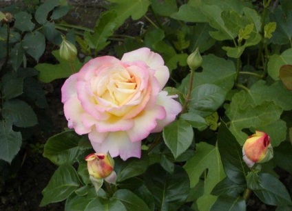 Роза глория дей найпопулярніший в історії квітка