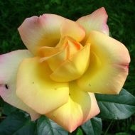 Rosa Dei Gloria - egy virágot, amely jelképezi a békét