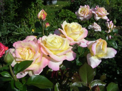 Rosa Gloria Dei - a virág jelképezi, a világ (Gloria) Rosa Dei Gloria - egy virágot, amely jelképezi a békét