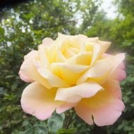 Rosa Dei Gloria - egy virág a békét jelképezi (virág) Rosa Dei Gloria - egy virágot, amely jelképezi a békét