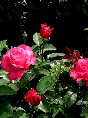 Trandafiri floribunda fotografie, video, titluri și descrierea celor mai bune soiuri de floribunda de trandafiri