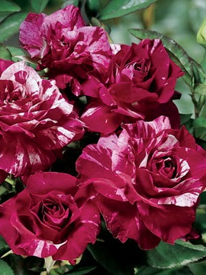 Trandafiri floribunda fotografie, video, titluri și descrierea celor mai bune soiuri de floribunda de trandafiri