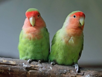 Рожевощокий нерозлучник - африканський папуга