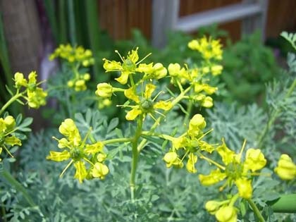 Ruta odorous - plante medicinale