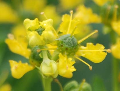 Ruta odorous - plante medicinale