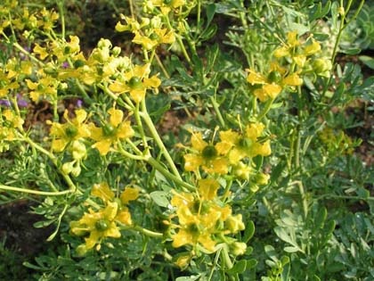 Ruta odorous - plante medicinale