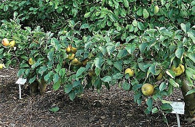 Kertek alatt fű, vagy hogyan növekszik a jó alma és körte az észak - ünnep Advisor