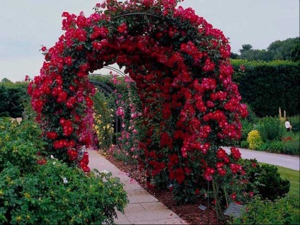 Садова арка, кращі ідеї садових арок фото, все про ремонт