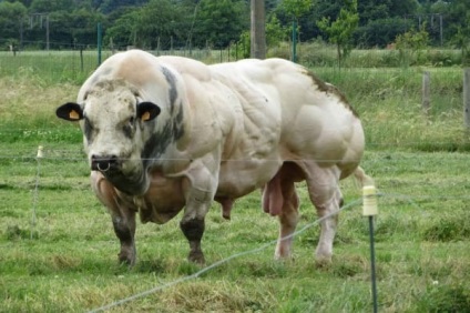 Cea mai musculară rasă de vaci