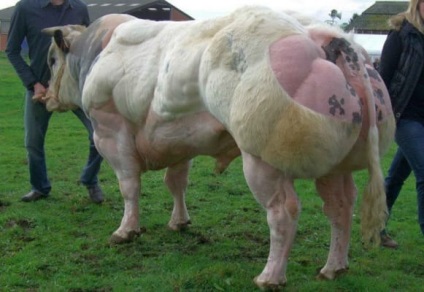 Cea mai musculară rasă de vaci