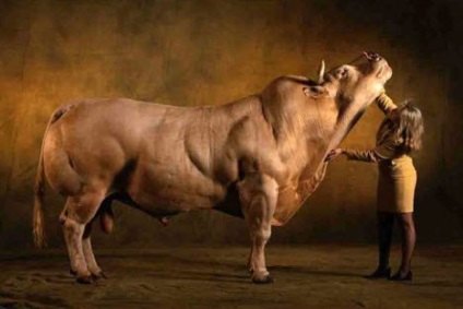 Самі м'язисті корови виведені в бельгії
