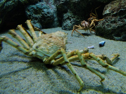 Cel mai mare crab din lume