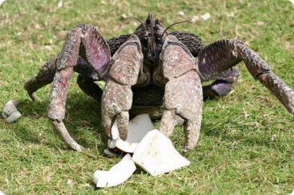 Cel mai mare crab din lume unde locuieste