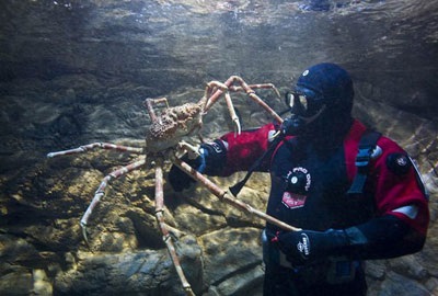 Cel mai mare crab din lume unde locuieste
