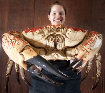 Cel mai mare crab din lume, înregistrări mondiale