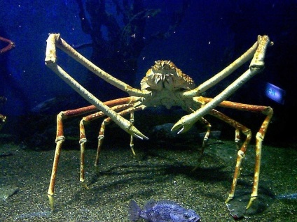 Cel mai mare crab din lume - topkin, 2017