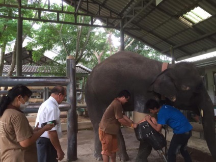 Cea mai mare proteză din lume, viața elefantului a fost salvată datorită unui chirurg local (elefant) Cea mai mare proteză din lume, viața unui elefant a fost salvată datorită unui chirurg local