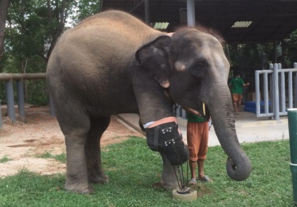 Cea mai mare proteză din lume, viața unui elefant a fost salvată datorită unui chirurg local