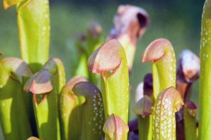 Sarracenia fotó faj, tenyésztés, gondozás otthon