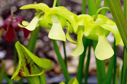 Sarracenia fotó faj, tenyésztés, gondozás otthon