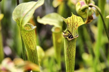 Sarracenia fotó faj, tenyésztés, gondozás otthon