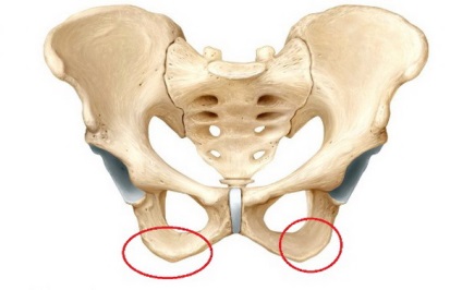 Седалищная кістка, розсудливо - медичний портал про здоров'я