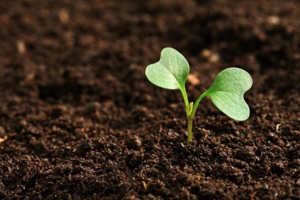 Секрети вирощування розсади капусти для кращого врожаю