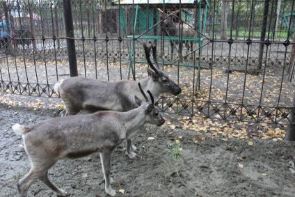 Reni, grădina zoologică Barnaul 