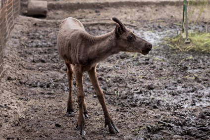 Reni, grădina zoologică Barnaul 