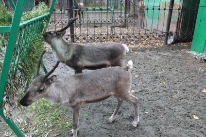 Reni, grădina zoologică Barnaul 