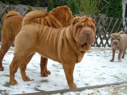 Caracteristicile Sharpei și caracterul rasei, aspectul