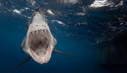 Rechinul albastru (rechin albastru) - o descriere a ceea ce se hrănește, fotografie