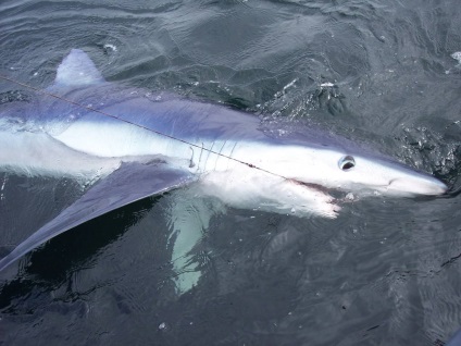 Синя акула (блакитна акула) - опис, чим харчується, фото