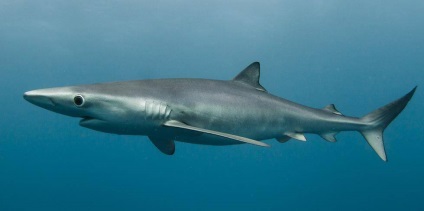 Rechinul albastru (rechin albastru) - o descriere a ceea ce se hrănește, fotografie