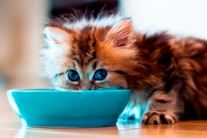 Hányszor egy nap etetni a macskát