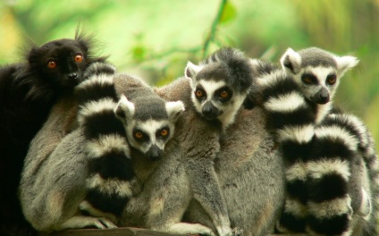 Cât costă lemurul?