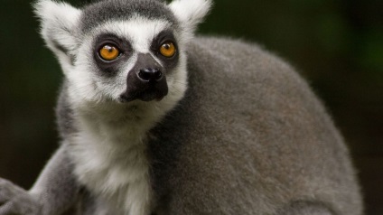 Cât costă lemurul?