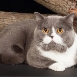 Скоттиш страйт або шотландська прямоухая кішка опис породи, фото, характер, догляд