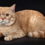 Скоттиш страйт або шотландська прямоухая кішка опис породи, фото, характер, догляд