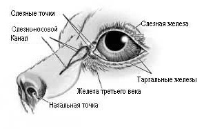 Сльозотеча у мальтезе