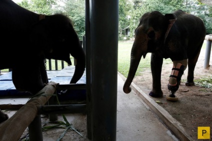 Слон підірвався на міні і йому зробили протез (13 фото)