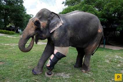 Слон підірвався на міні і йому зробили протез (13 фото)