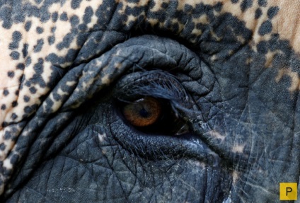 Elefantul a fost aruncat pe o mină și i sa dat o proteză (13 fotografii)