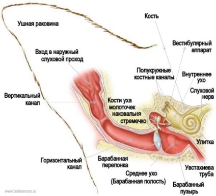 Audierea caracteristicilor comparative ale omului și animalelor