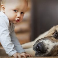 A kutya és a kisgyerek, hogyan kell barátkozni