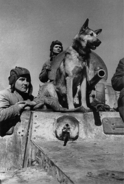 Собаки на війні